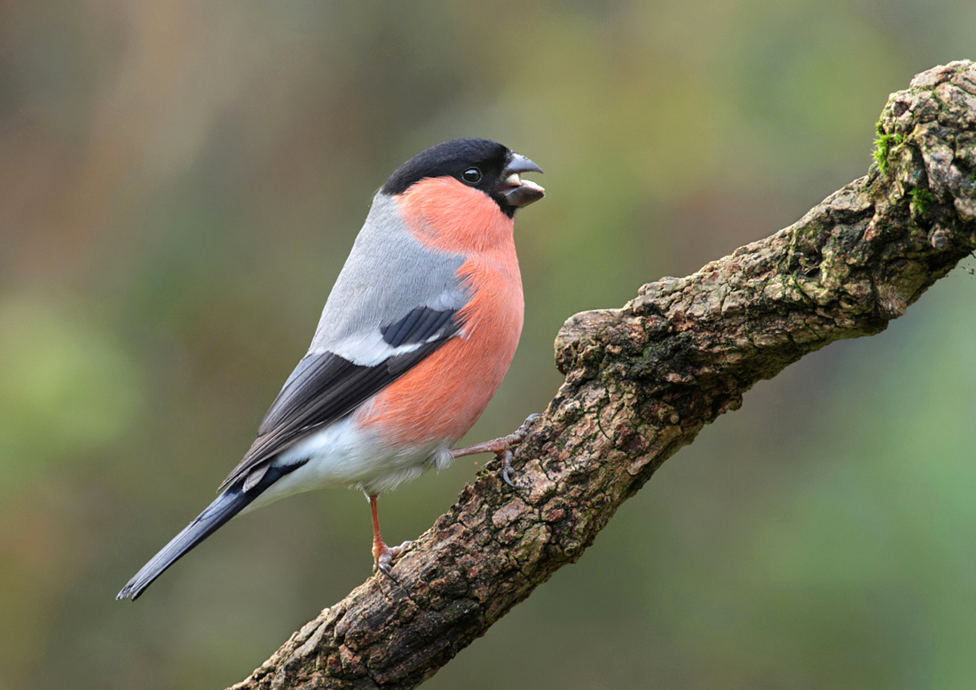 Bullfinch male 4 